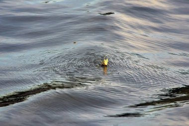 Ephemeris on the water shine in the Danube delta