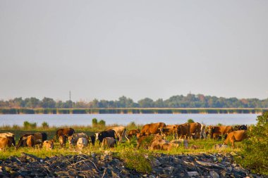 a group of cows near a river in the Danube Delta