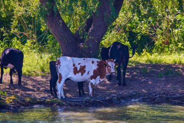 a group of cows near a river in the Danube Delta