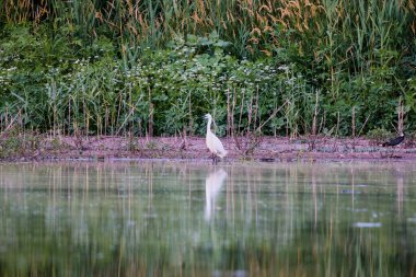 Great white egret on a lake near a reed