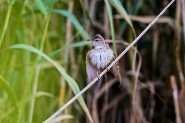 Büyük sazlık ötleğeni Akrocephalus arundinaceus doğal yaşam alanında..