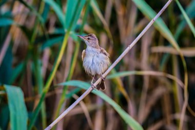 Büyük sazlık ötleğeni Akrocephalus arundinaceus doğal yaşam alanında..