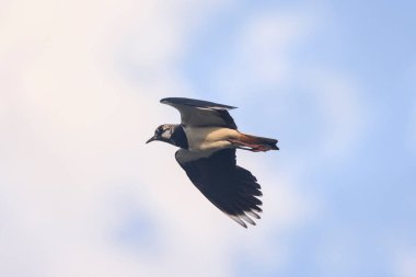 Sternidae fly in the sky looking for fish