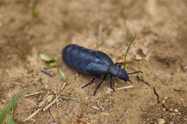 a cockroach that walks on the ground