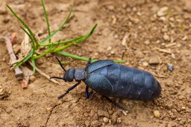 a cockroach that walks on the ground