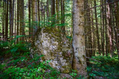 In the deep forest. The mystical rainforest. Forest landscape with boulders covered with moss.