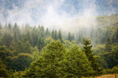 beautiful mountain landscape with green forest in the Carpathian Mountains