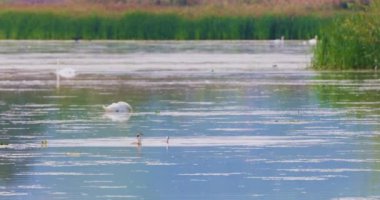 Families of Tachybaptus ruficollis floating on a lake