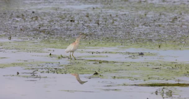 Ardeola Ralloides Hunts Fish Lake — Wideo stockowe