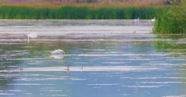 Families Tachybaptus Ruficollis Floating Lake — Vídeo de Stock