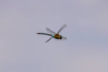 Uçan yusufçuk gökyüzünde tek başına