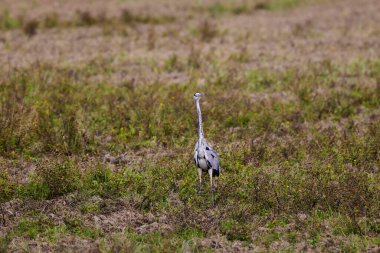 Büyük Mavi Balıkçıl gölün yakınındaki çimlerde duruyor.