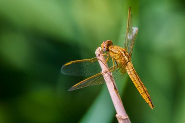 Yusufçuk suyun yakınındaki bir bitkide oturuyor.