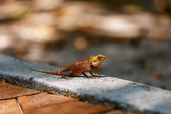 Bild Eines Schön Gefärbten Gecko Exemplars Vor Verschwommenem Hintergrund — Stockfoto