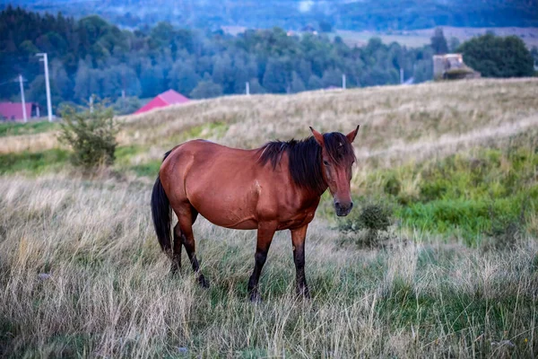 Cheval Libre Dans Nature Dans Les Montagnes Sur Une Prairie — Photo