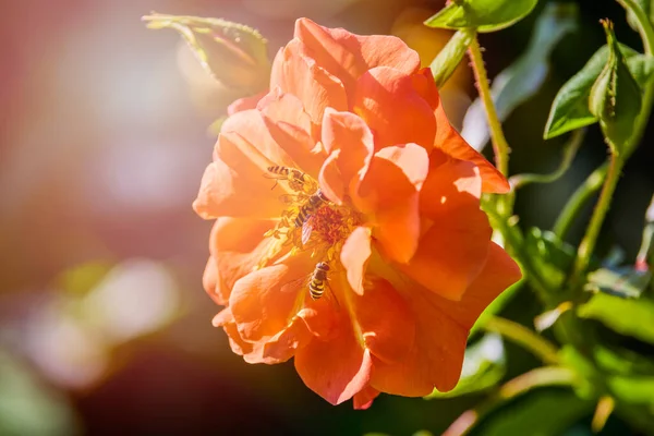 Abeja Sentada Una Flor Mientras Poliniza — Foto de Stock