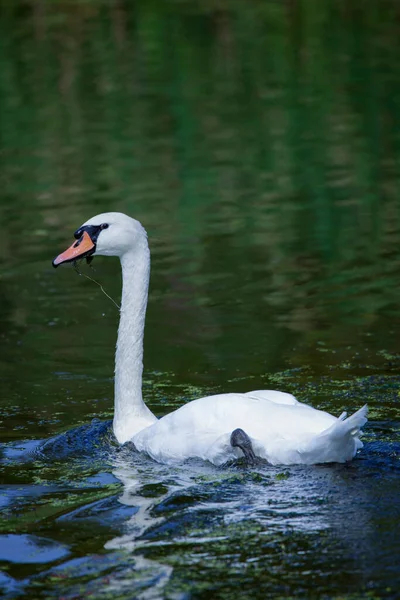 Cisne Lago Día Otoño — Foto de Stock