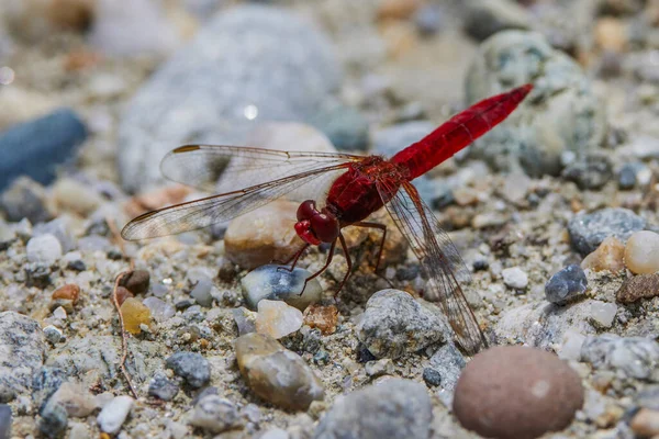 Libélula Sentada Uma Planta Perto Uma Água — Fotografia de Stock