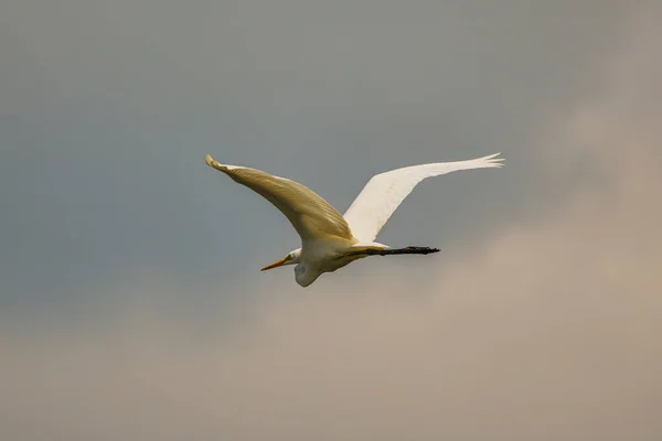 Gran Leglado Volador Ardea Alba Gran Garza Blanca — Foto de Stock