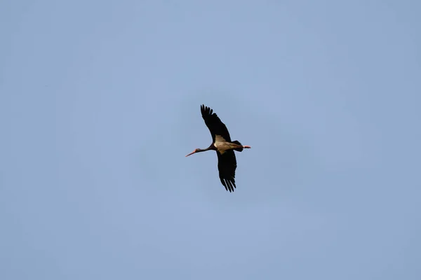 一只黑鹤在蓝天上滑行 — 图库照片