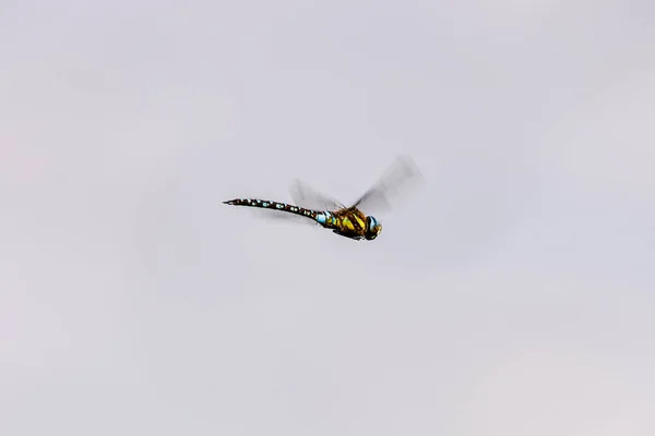 Dragonfly Flight Isolated Sky — Stock Photo, Image