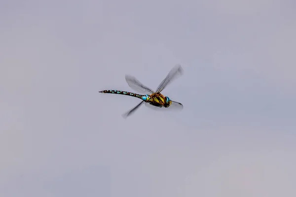 Libélula Voo Isolada Céu — Fotografia de Stock