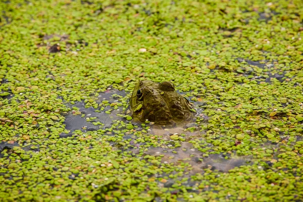 Closeup of partially submerged adult European Common frog (Rana temporaria) with face, nose and eyes above water in pond with green duckweed and frogbit