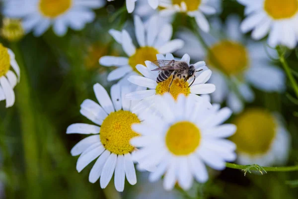 ミツバチは花の上に座って受粉し — ストック写真