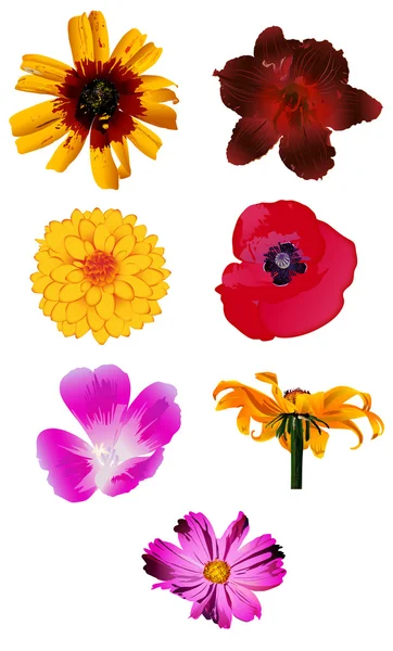 Vectores florales — Archivo Imágenes Vectoriales