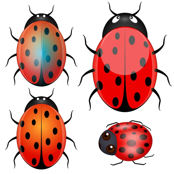 Coccinella vettori — Vettoriale Stock