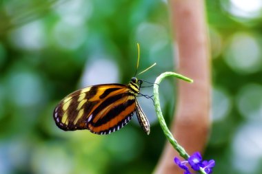 Isabella longwing resmi kapatmak kelebek