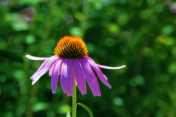 Close up flowers econisha — Stock Photo, Image