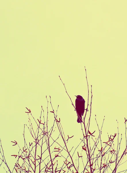 Pájaro negro alado rojo en una rama de árbol seco por la noche —  Fotos de Stock