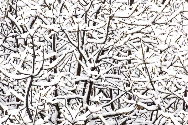 Arrière-plan hivernal - Neige sur les branches des arbres — Photo