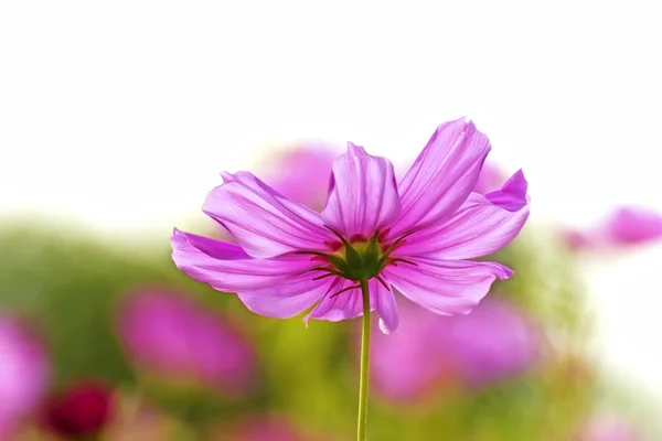 Abstract close-up flower background — Stock Photo, Image