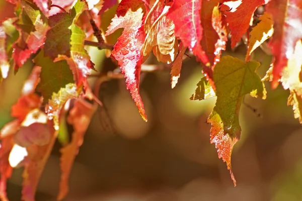 Herbst hinterlässt Blätter — Stockfoto