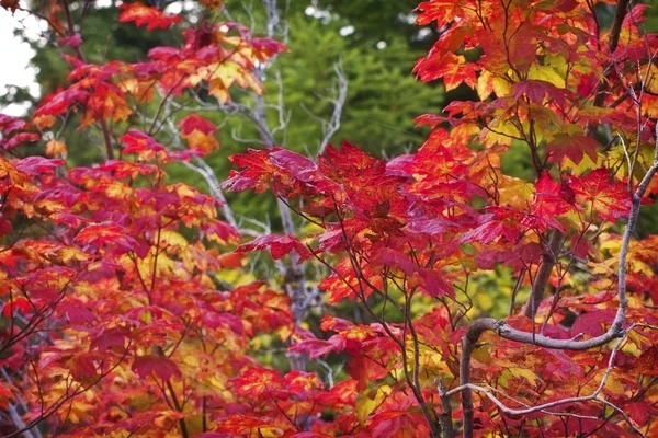 色鮮やかな紅葉の背景 — ストック写真
