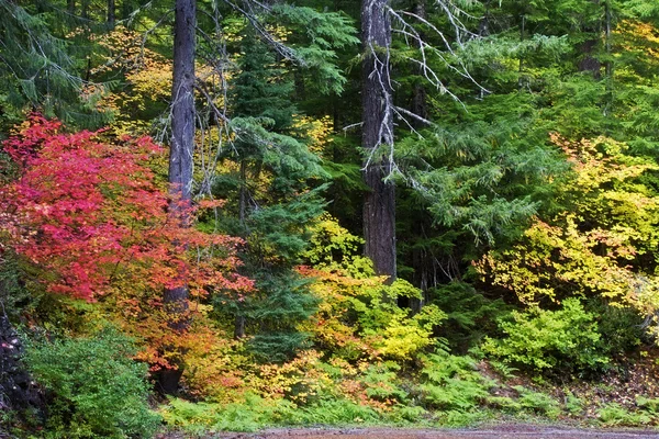 Fond de forêt d'automne — Photo