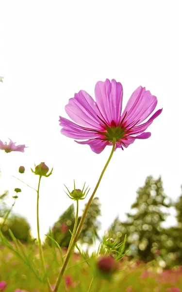 Flower background — Stock Photo, Image