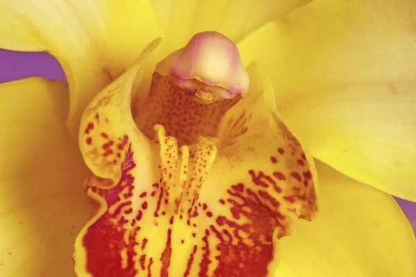 Close up yellow flower — Stock Photo, Image