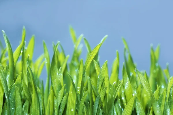 Grass background — Stock Photo, Image