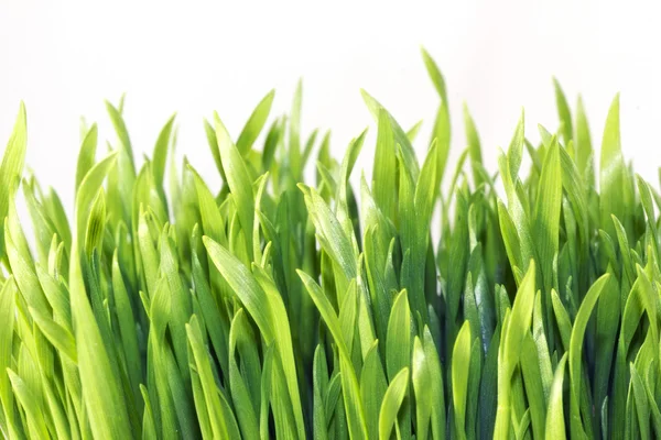 Grassline background — Stock Photo, Image