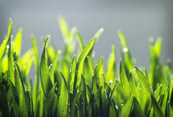Textura de hierba pequeña — Foto de Stock