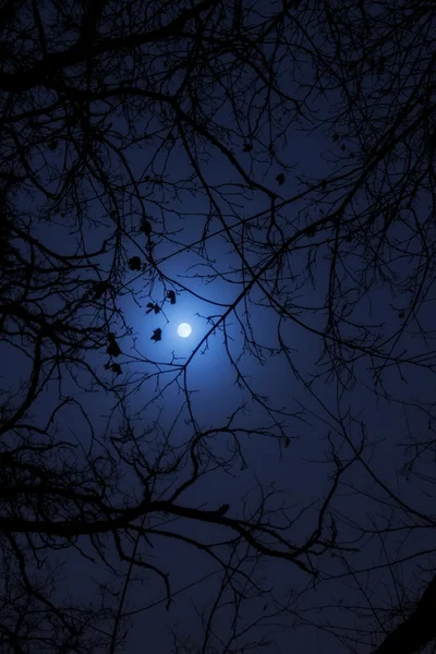 Ramos de árvore na noite da lua — Fotografia de Stock