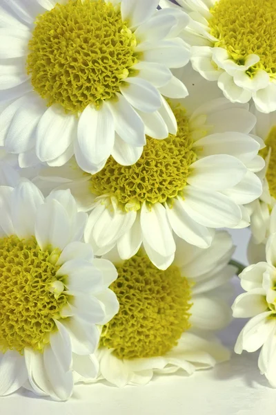 Weiße Blumen Hintergrund — Stockfoto