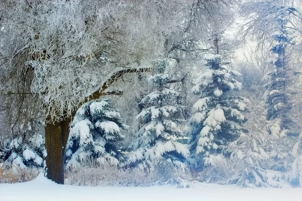 Bela cena de inverno - Pinhais cobertos de neve — Fotografia de Stock