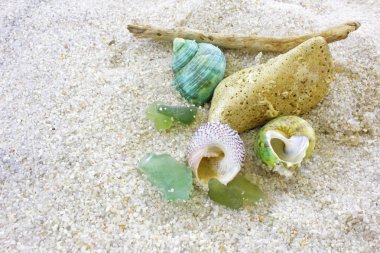 kabukları arka plan