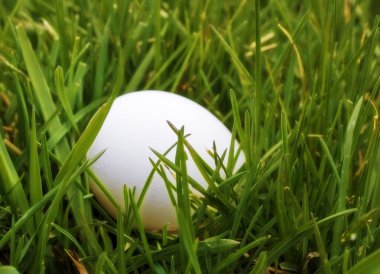 yeşil çim arka planda beyaz yumurta