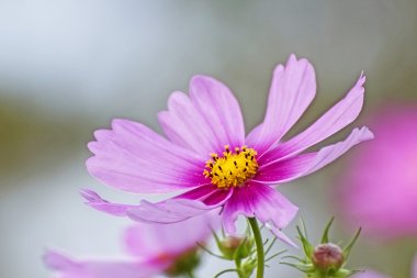 pembe Meksikalı aster çiçek