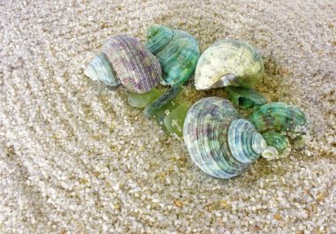 deniz kabuklarının arkaplanı